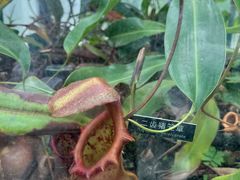 -国家植物园南园