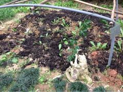 -广州神农草堂中医药博物馆