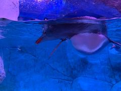 -暹罗海洋世界