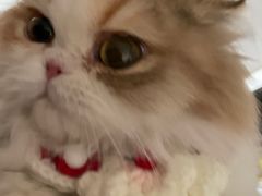 -猫大福·Fortune Cat猫舍(百子湾店)