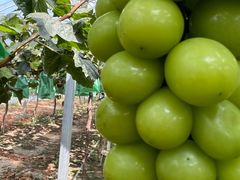 -马陆小张葡萄园农家乐