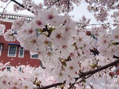 -宝山第一中心小学
