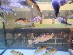-肆月河豚·淮扬菜·湘菜(华天店)