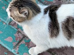 -艾贝尔宠物医院·24H转诊中心·肿瘤猫专科(江宁双龙店)