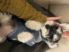 -帕帕拉兹宠物(亚洲旗舰店)