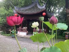 -上海醉白池公园