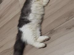 -COLOR PETS 撸猫馆·购猫·猫咖(长风大悦城店)
