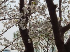 -黄兴公园