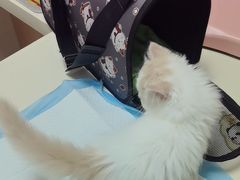 -全心全意连锁动物医院·微创中心·内科急重症·心脏专科(丰管路店)