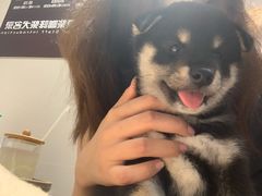 -逗柴咖啡屋·狗咖猫咖宠物桌游
