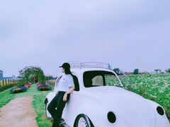 -荷兰花海