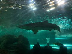 -悉尼海洋生物水族馆