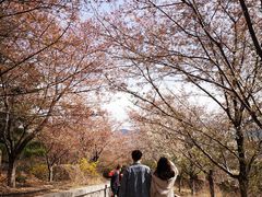 -樱花山风景区