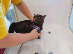-70cat德文卷毛猫·缅因猫纯种猫舍