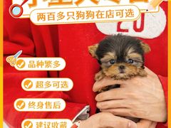 -萌宠之家·腊肠犬·马尔泰·小体犬舍