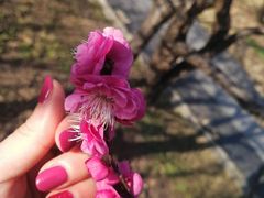-香雪海