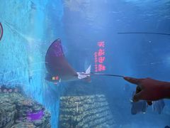 -烟台海昌鲸鲨海洋公园