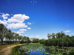 -大兴滨河森林公园