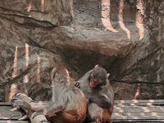 -西双版纳原始森林公园