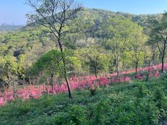 -南京老山国家森林公园