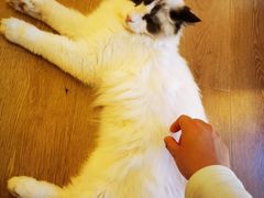 -猫腻·猫咖·撸猫馆(星光大道店)