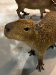 -Zoolung Zoolung动物主题公园(海信广场店)