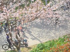 -高东镇樱花园