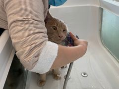 -70cat德文卷毛猫·缅因猫纯种猫舍