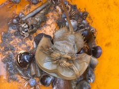 -北海金海湾红树林生态旅游区