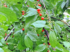 -樱桃山旅游景区