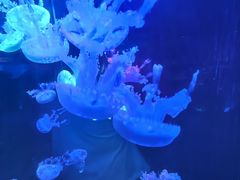 -重庆欢乐海底世界