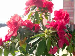 -小白房辣焙子(西落凤街店)