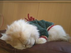 -MOCHA明星猫咖(田子坊店)