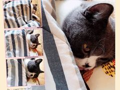 -猫音日语留学培训