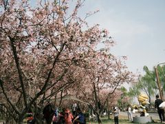 -洨河生态公园