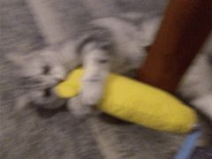 -黄记煌三汁焖锅(新世纪广场店)