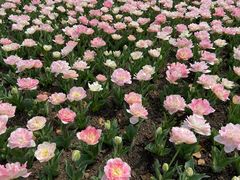 -上海鲜花港