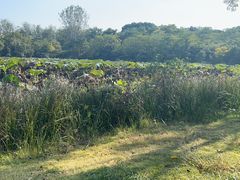 -盘龙城国家考古遗址公园