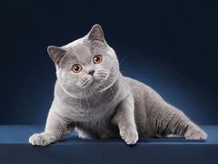 蓝猫-糯米喵星人·撸猫猫舍咖啡馆(西市场嘉华店)