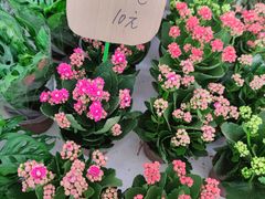 -秦美花卉(天朗·莱茵小城2期店)