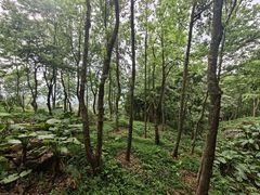 -广州市石门国家森林公园