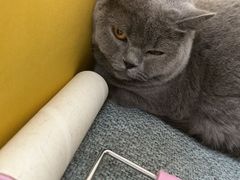 -美联众合动物医院·24h京西诊疗中心