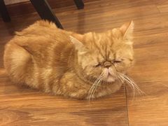 -猫友咖啡店(玉林西路店)