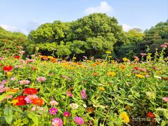 -上海共青森林公园