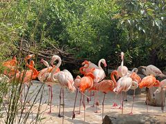 -青岛森林野生动物世界