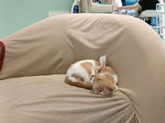 -怪兽屋·羊驼·猫咖·狗咖(俊华广场店)