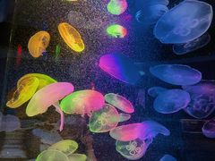 -太平洋海底世界