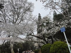 -武汉大学-樱园