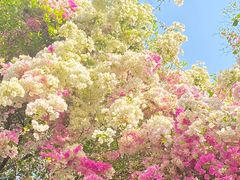 -深圳国际园林花卉博览园