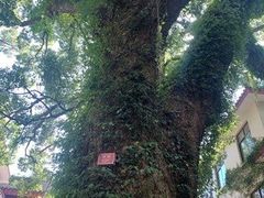 -普陀山雷迪森庄园